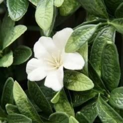 Outsunny Faux Green Floral Wall Trellis - 12 Pieces 19 Outsunny Faux Green Floral Wall Trellis - 12 Pieces -OUTSUNNY Shop F8Ib6d17e2f02ca91 30447c1f 2df6 4380 a65f 12b33a8e5e0b